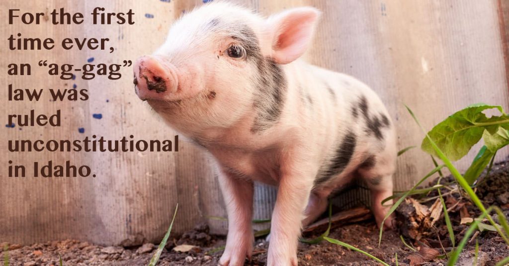 Ag-gag law ruled unconstitutional