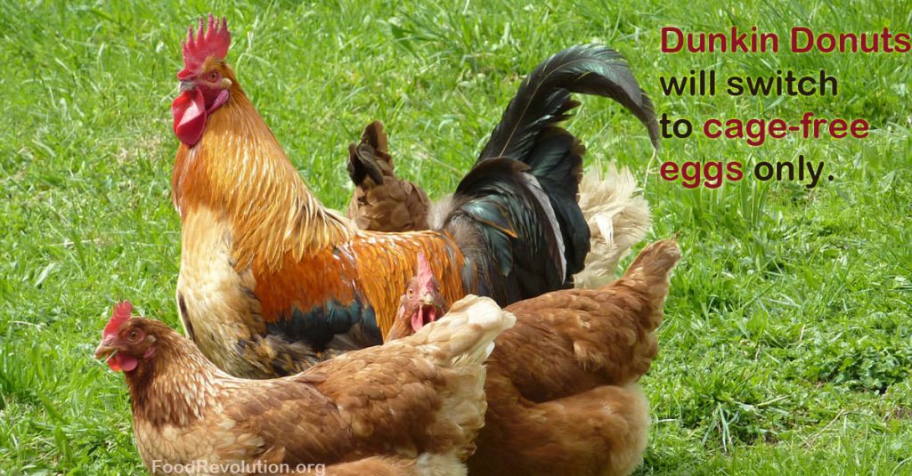 Cage-Free Eggs Dunkin Donuts