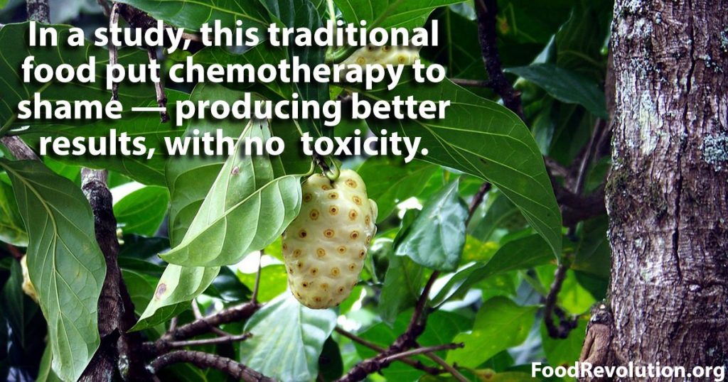 Cancer-fighting food noni leaf