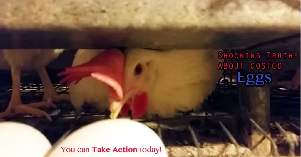 Caged egg-laying chickens for Costco