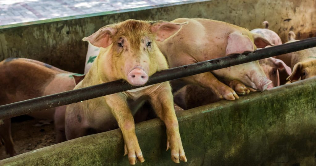 Factory Farms