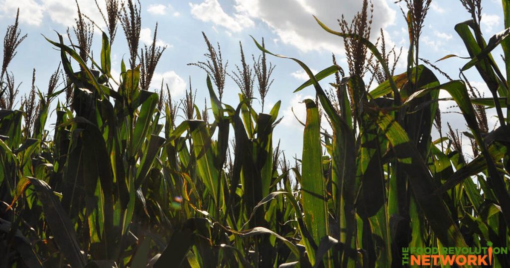 GMOs and the future of food