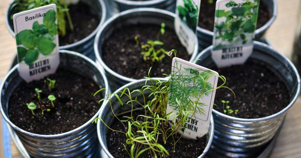 How to grow your own herbs at home