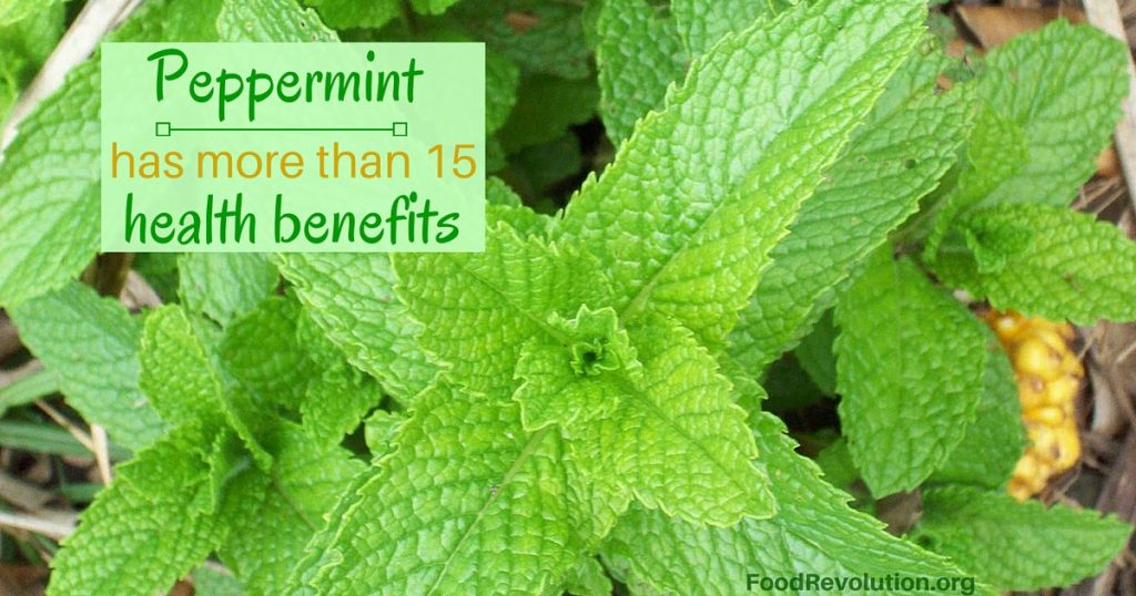 Peppermint health benefits