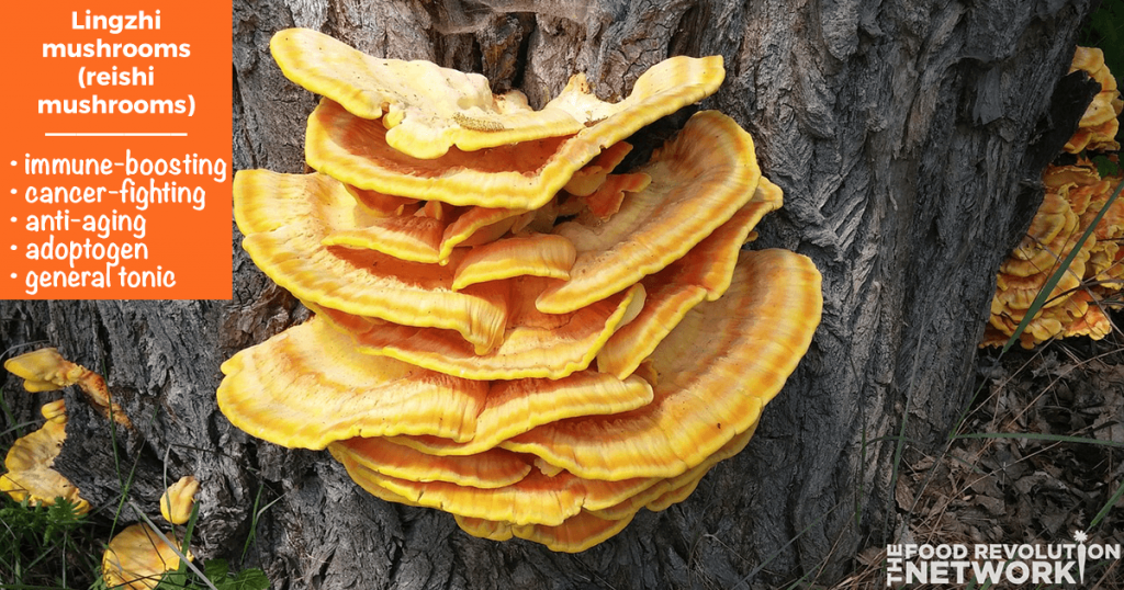 Reishi Lingzhi mushrooms health benefits