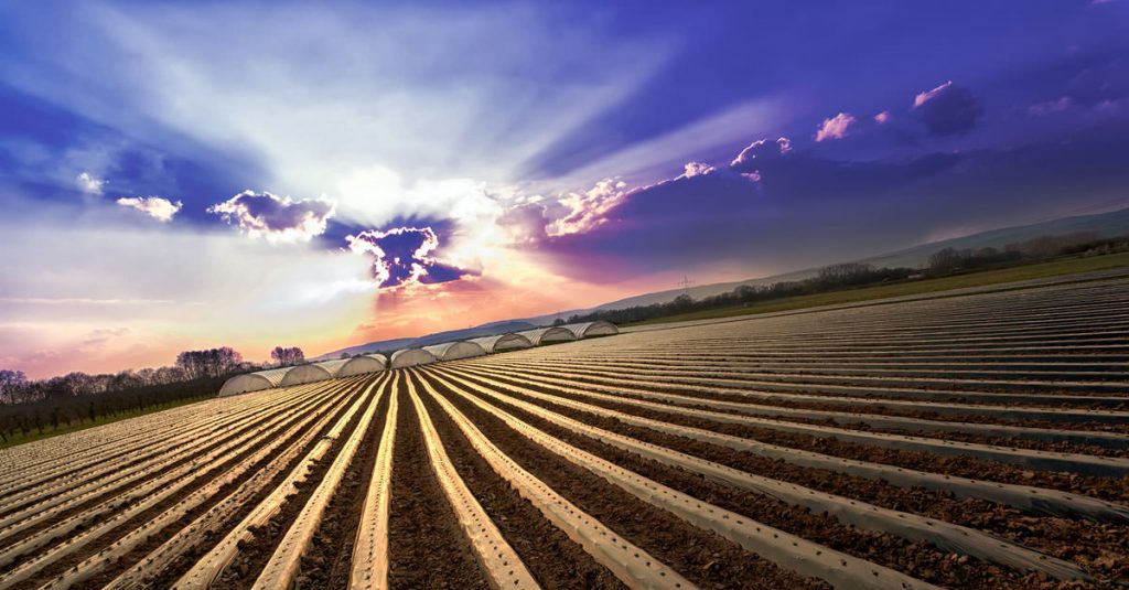 Scotland bans GM crops