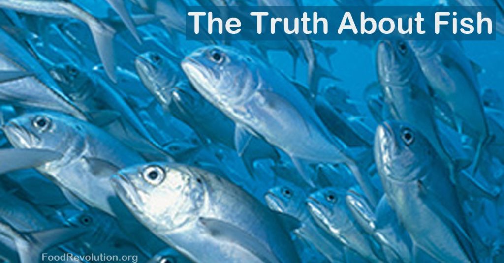 The Truth About Fish
