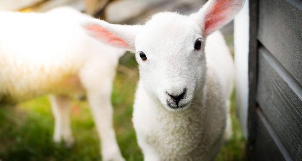 closeup of a sheep