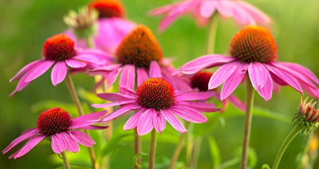 echinacea flowers