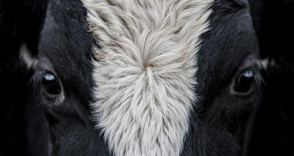 closeup of cow
