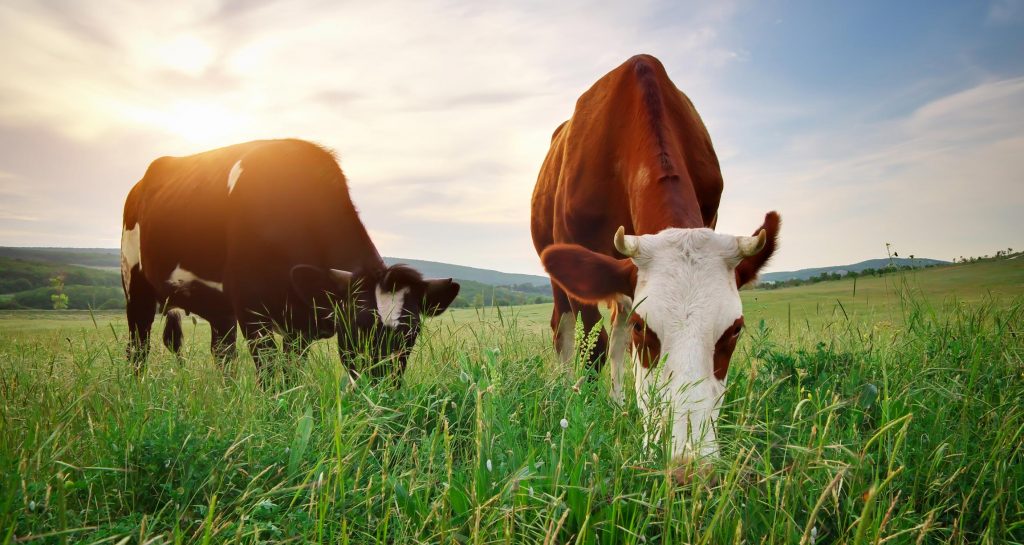 Learn the truth about grass fed beef