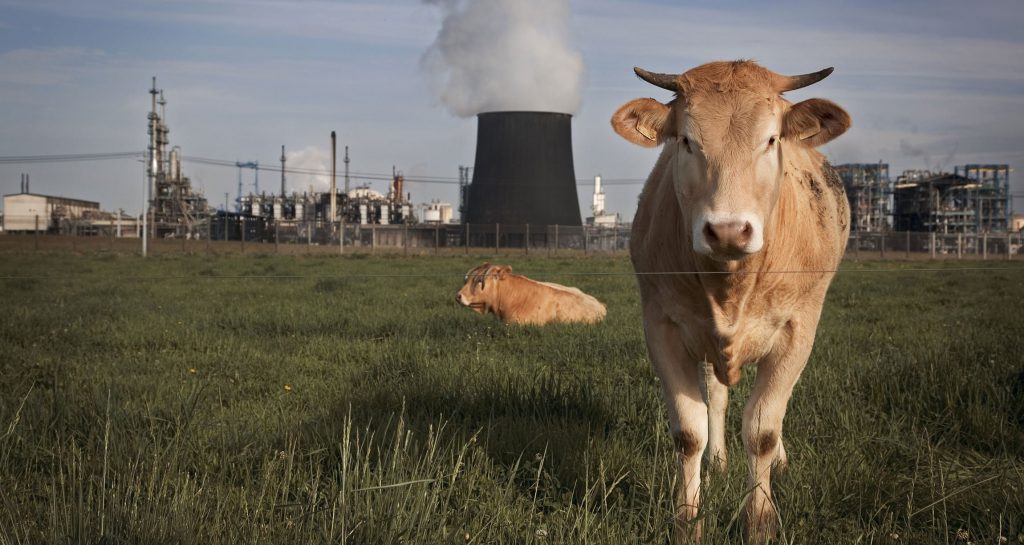 cows in a field in front of a plant