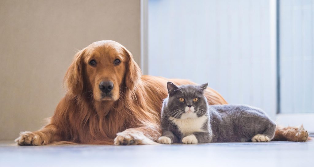 cat and dog lying together