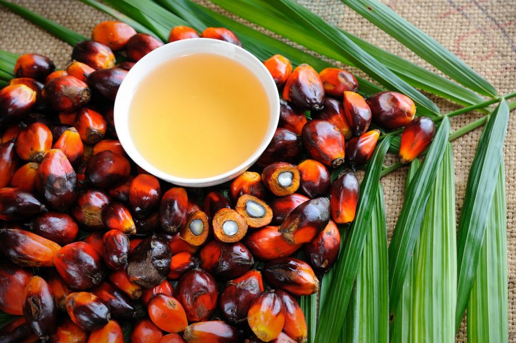 Palm fruits and oil
