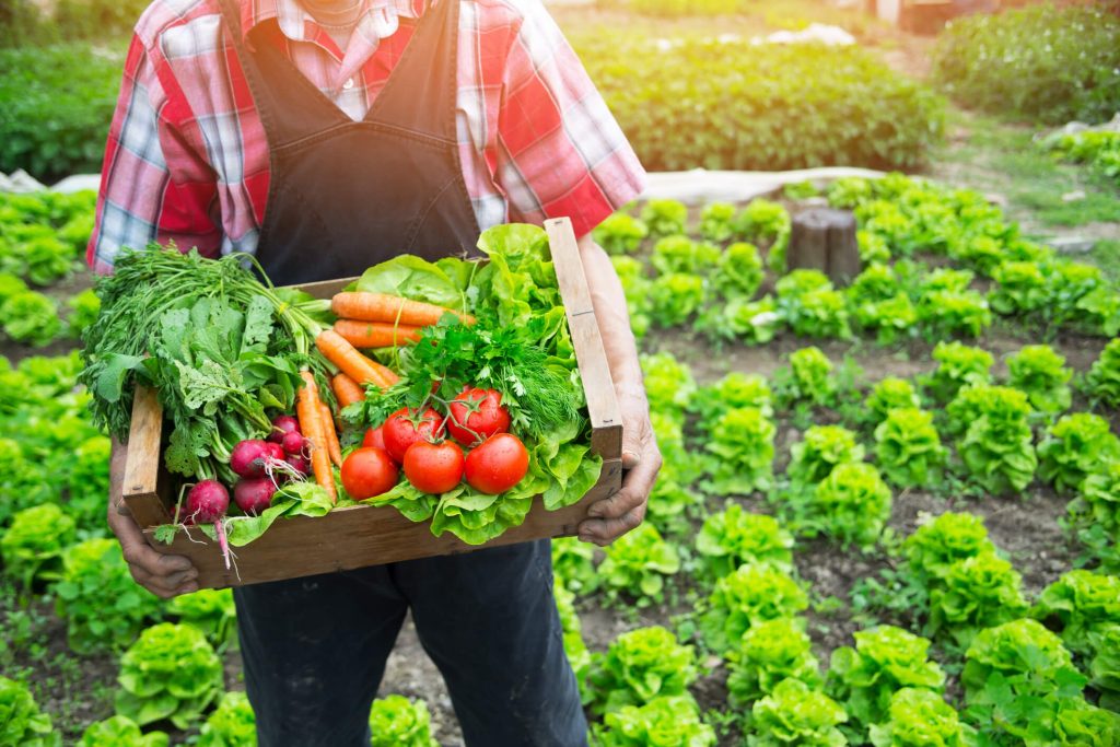 Farmer holding organic produce