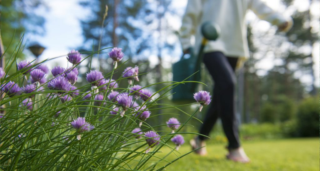 chive blossoms