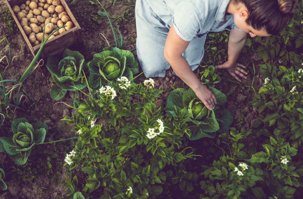 A woman planting in a garden